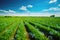 Smart farming revolution: 5G enhancing agriculture