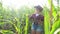 Smart farming slow motion video concept. girl agronomist holds tablet touch pad computer in the corn field is studying