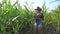 Smart farming slow motion video concept. girl agronomist holds tablet touch pad computer in corn field is studying and