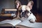 Smart French Bulldog dog with reading glasses and book.