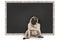 Smart funny pug puppy dog sitting in front of blank blackboard