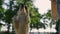 Smart golden retriever standing on hind paws in park closeup. Outdoor exercising