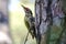 Smart Grey-headed woodpecker (lat. Picus canus) with green wings and red hat on pine tree trunk