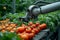 Smart harvest Robot arm exemplifies technology automation in greenhouse agriculture