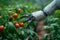 Smart harvest Robot arm exemplifies technology automation in greenhouse agriculture