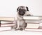 Smart intelligent pug puppy dog with reading glasses, sitting down between piles of books