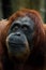 Smart and kind face of red orangutan close up
