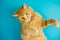 Smart long eared tabby cat with scornful look posing