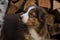 Smart look of young dog. Portrait of Australian Shepherd puppy red tricolor. Thoroughbred dog Aussi is very cute and beautiful