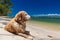 Smart looking golden retriever resting on the beach after swim