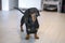 Smart obedient black and tan dachshund dog stands in the middle of apartment and waits for owner to feed, go for a walk or play,