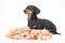 Smart obedient dachshund lies on soft washable snuffle rag rug for hiding dried treats for dogs nose work on white