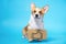 Smart obedient welsh corgi pembroke or cardigan dog stands with drawn thumb up as a LIKE on cardboard plate on his neck