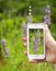 Smart phone shot lavender photo. Hands taking photo of fresh lavender