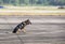 Smart police dog sitting outdoors. Brown German Sheepdog Sitting On Ground