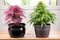 smart pot and traditional pot comparison, highlighting benefits