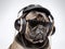 Smart Pug Music Lover with luxury headphone , Hat , and black sunglasses - Studio Headshot portrait with white backdrop