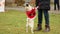 Smart pug standing on hind legs, trick dog asking master for treat, funny animal