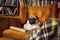 Smart reading dog. Pug comfortably lies on the chair in the library.