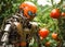 Smart robot farmer harvesting strawberries in greenhouse. Farm automation, agriculture futuristic conceptapplesstraw