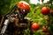 Smart robot farmer harvesting tomatoes in greenhouse. Farm automation, agriculture futuristic concept. Soft selective focus,