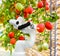 Smart robotic farmers harvest in agriculture futuristic robot automation to work technology