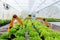 Smart robotic farmers harvest in agriculture futuristic robot automation to work technology