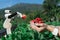 Smart robotic farmers strawberry in agriculture futuristic robot automation to work