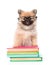 Smart spitz puppy with glasses standing on a books. isolated