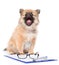 Smart spitz puppy with glasses on white background