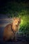 Smart and strict look of a beautiful red cat sitting on the edge of the road.