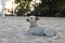 A smart white dog lies on the sand with a smart look and dignity sphinx