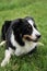 Smartest dog breed in the world. Charming black and white red tricolor border collie lies in park on green grass, looks carefully