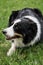 Smartest dog breed in the world. Charming black and white red tricolor border collie lies in park on green grass, looks carefully