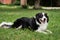 Smartest dog breed in the world. Charming black and white red tricolor border collie lies in park on green grass, looks carefully