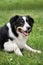 Smartest dog breed in the world. Charming black and white red tricolor border collie lies in park on green grass, looks carefully