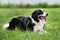 Smartest dog breed in the world. Charming black and white red tricolor border collie lies in park on green grass, looks carefully