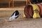 Smartest and fastest dog in the world. Agility competitions. Black and white border collie quickly runs out of tunnel and sand