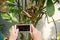 Smartphone in hands photographing butterfly sitting on plant