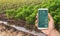 A smartphone with infographics on the background of bell pepper and leek onions plantations . Growing vegetables on the farm,