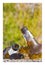 Smashed bottle of beer resting on the ground - Address the alcoholism issue - Concept image in jigsaw puzzle shape