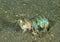 Smashing mantis shrimp