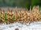 Smeared background, fragments of field horsetail, is an herb of the horseradish family