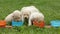 Smeary labrador retriever puppies finish eating