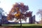 The Smederevo fortress and tree