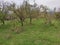 Smederevo Serbia autumn scenery orchard on the hill