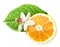 Smell of tropical fruit orange and flower isolated