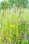 Smelly blooming plants on green meadow