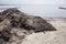 Smelly rotting algae at baltic sea beach