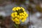 Smelly wallflower Erysimum odoratum